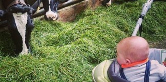 Glamping op werkende agrarische bedrijven boerenbed
