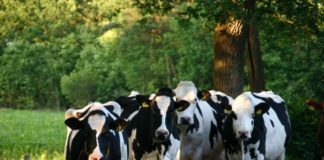 Glamping bij het BoerenBed boerenbed