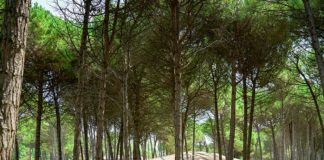 Camping Residence Il Tridente aan zee Camping Residence Il Tridente