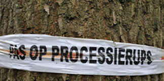 De processierups, voorkom jeuk en overlast processierups