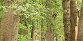 Netwerkwandelingen Sallandse Heuvelrug & IJsselvallei Netwerkwandelingen Sallandse Heuvelrug & IJsselvallei