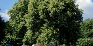 Dit jaar het grootste aantal Buurtcampings tot nu toe! Dit jaar het grootste aantal Buurtcampings tot nu toe!