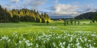 Het Juragebergte in de lente: drie tips voor buitenactiviteiten BFC Tourisme, Stephane Godin