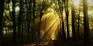 Kamperen in Utrecht: rust, natuur en avontuur Kamperen in Utrecht: rust, natuur en avontuur